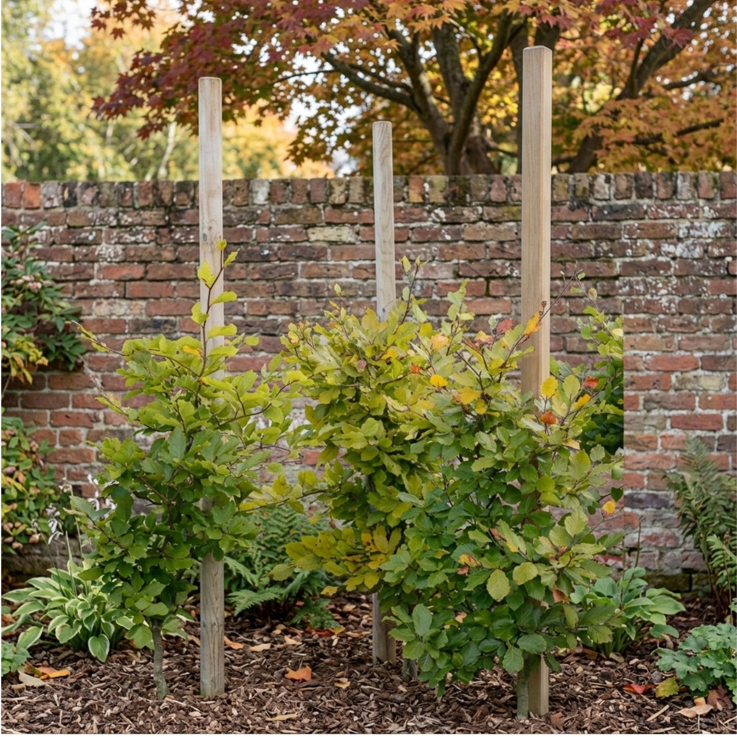 Wooden Garden Stake for Plants, Trees and Landscaping