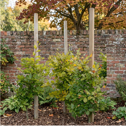 Wooden Garden Stake for Plants, Trees and Landscaping