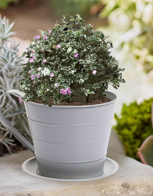 Load image into Gallery viewer, AAMEN Cup &amp; Saucer Planter – Cute and Decorative Ceramic Pot for Tiny Plants, for Plant Lovers and Home Décor Enthusiasts, Air Plants, and Small Flowers
