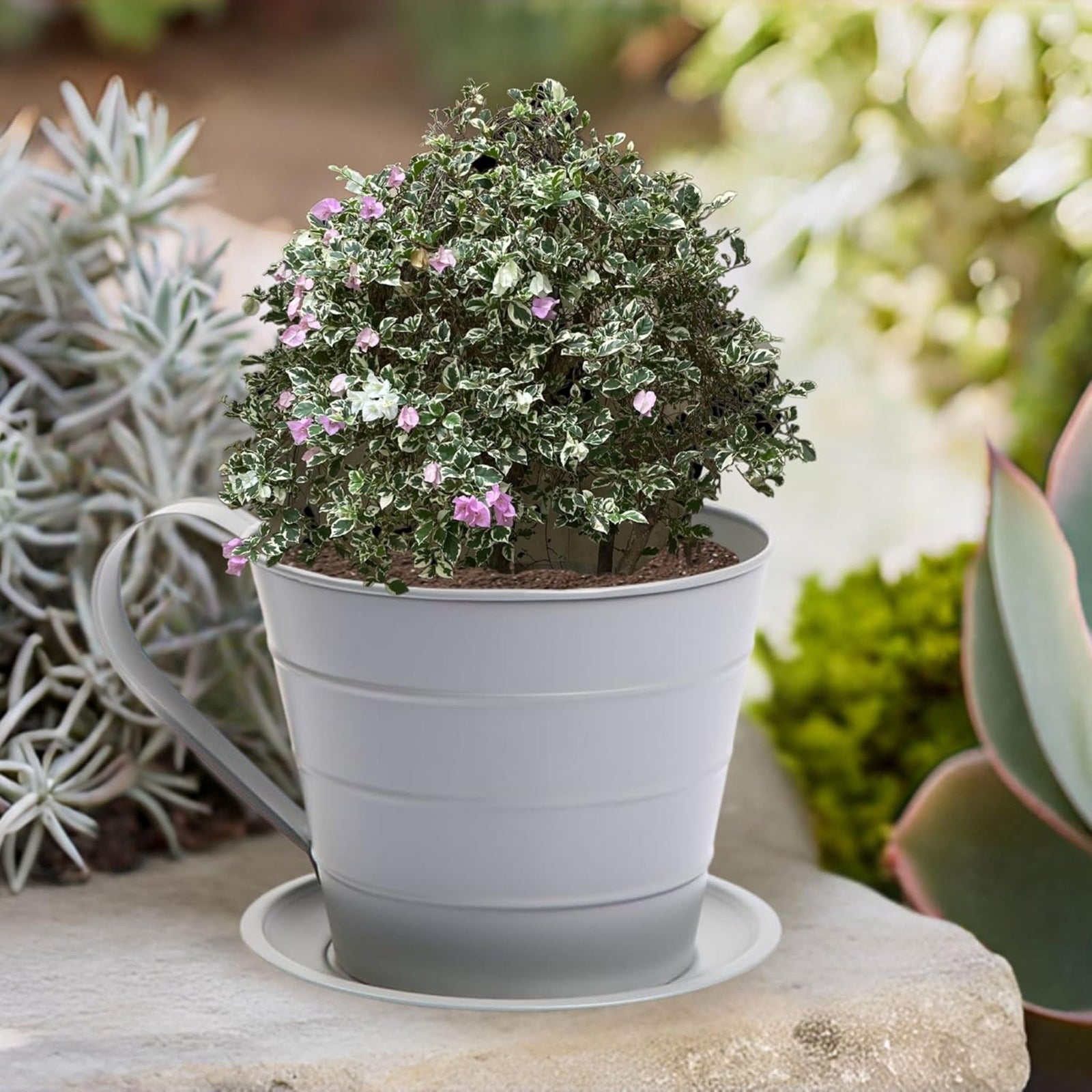 AAMEN Cup & Saucer Planter – Cute and Decorative Ceramic Pot for Tiny Plants, for Plant Lovers and Home Décor Enthusiasts, Air Plants, and Small Flowers